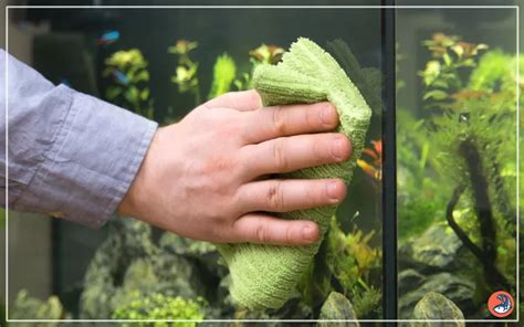 The complete guide to cleaning a fish for beginners.
